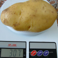 Holland potato price